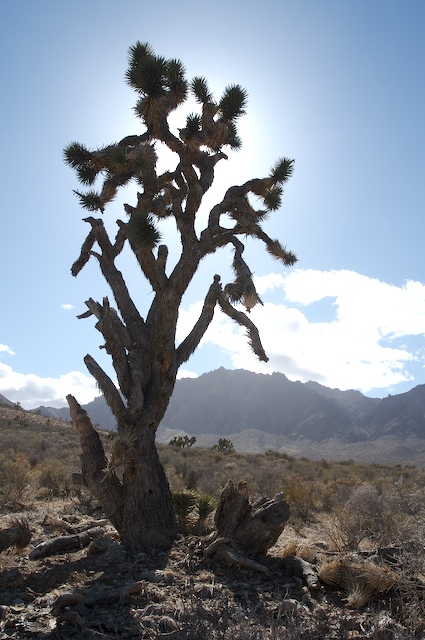 joshua tree