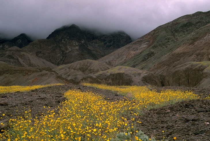 photo, spring flowers, Death Valley, Marli Miller