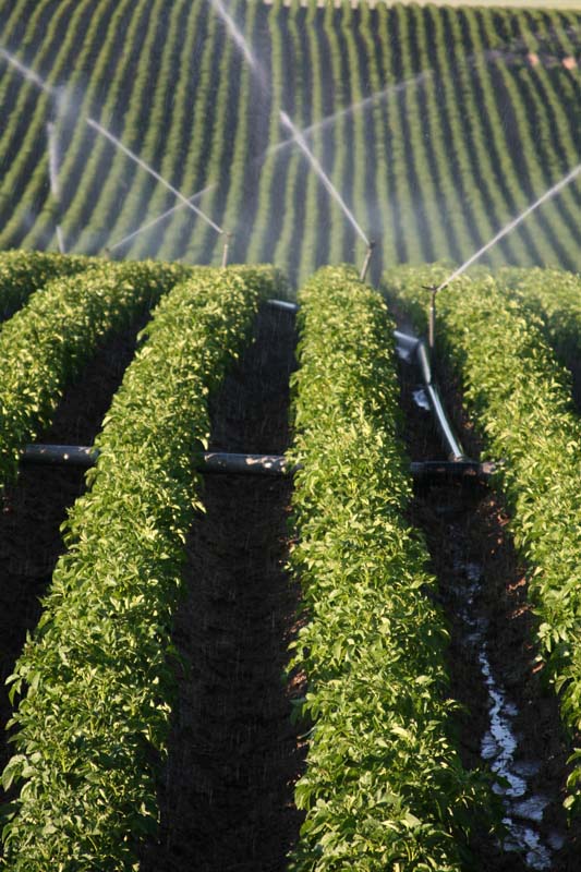 photo, irrigation, potatoes