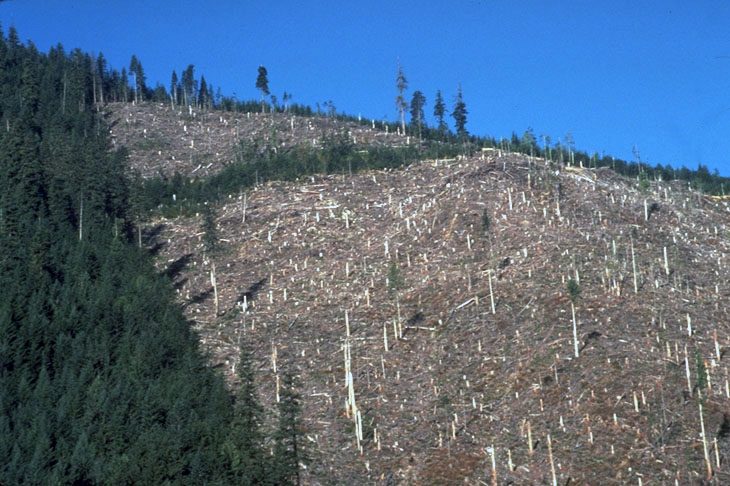 photo, clearcut, forest