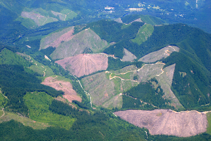 photo, clear cut, forest,