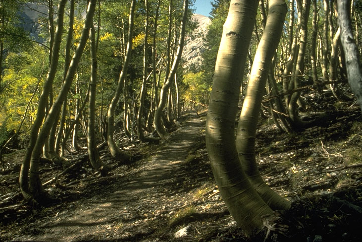 photo of soil creep