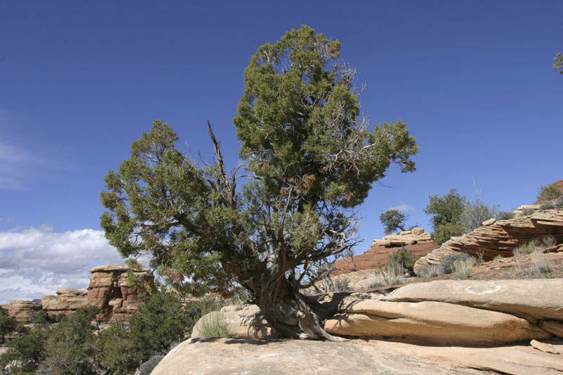 photo of tree exploiting crack in tree